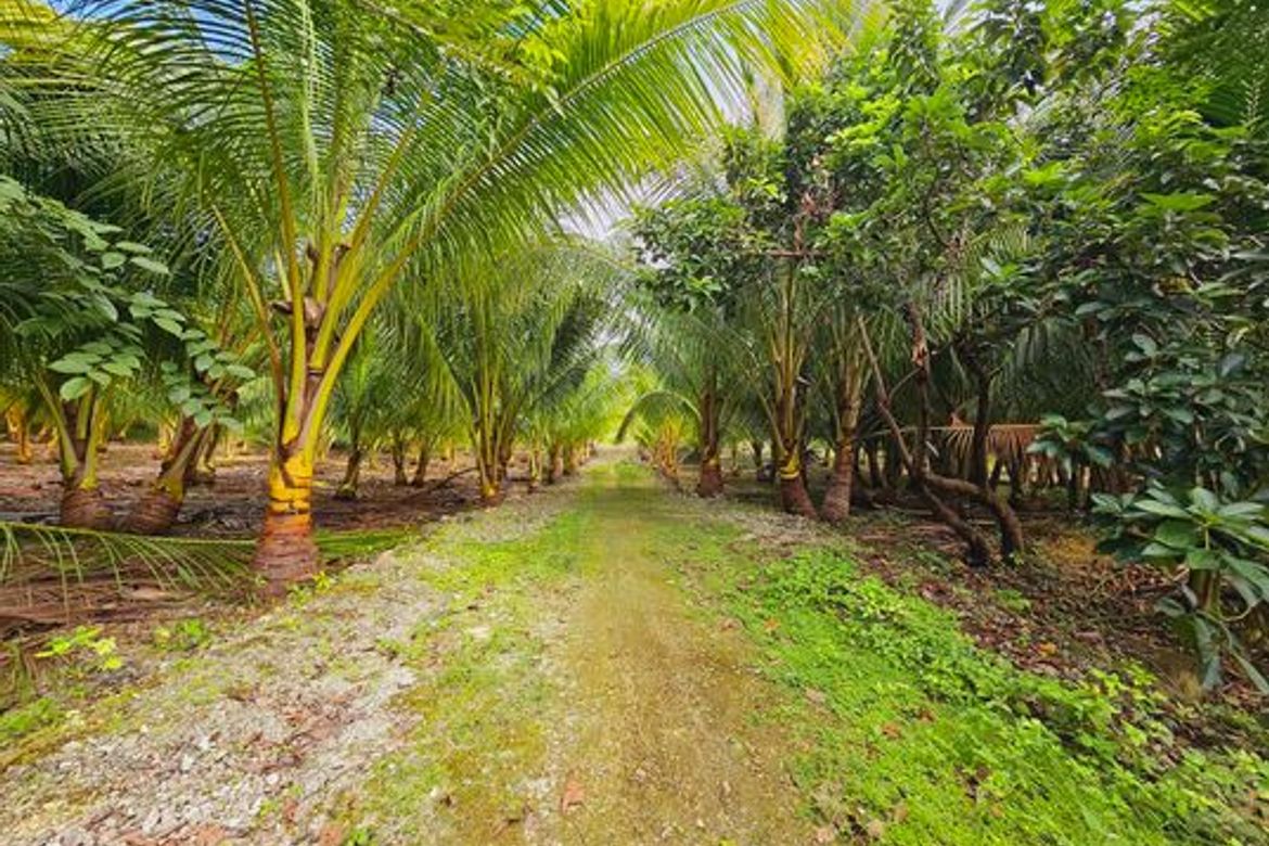 Land for Sale in Libertad, Bogo, Cebu – photo 7