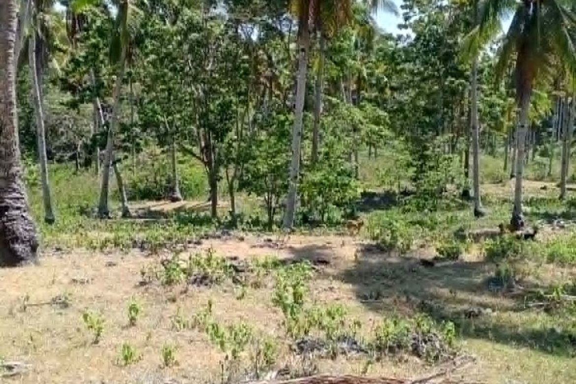 Land for Sale in Libertad, Samal, Davao del Norte – photo 3