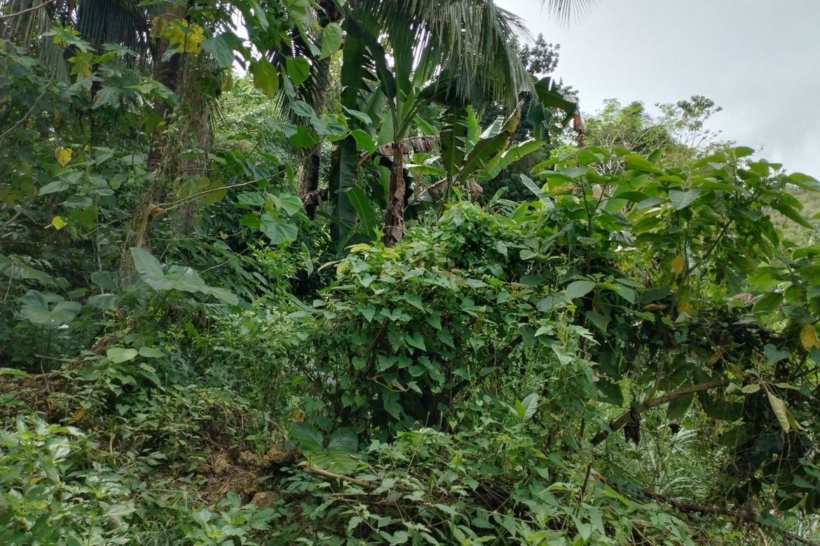 Land for Sale in Libjo, Tabogon, Cebu – photo 5