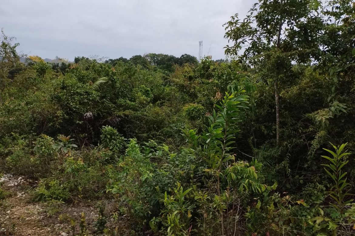 Land for Sale in Libjo, Tabogon, Cebu – photo 8