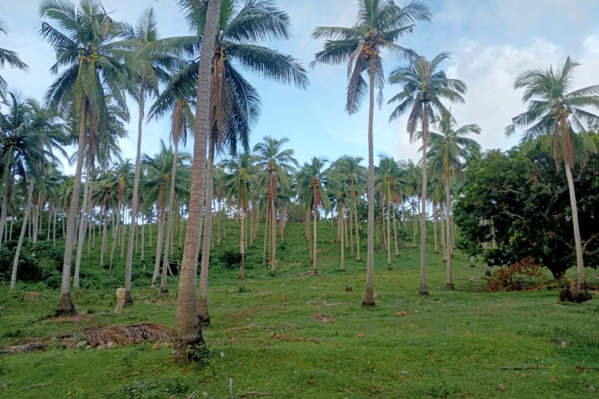Land for Sale in Liboro, Ragay, Camarines Sur – photo 4