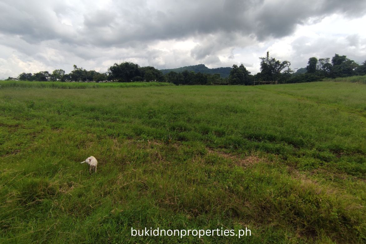 Land for Sale in Lilingayon, Valencia, Bukidnon – photo 2