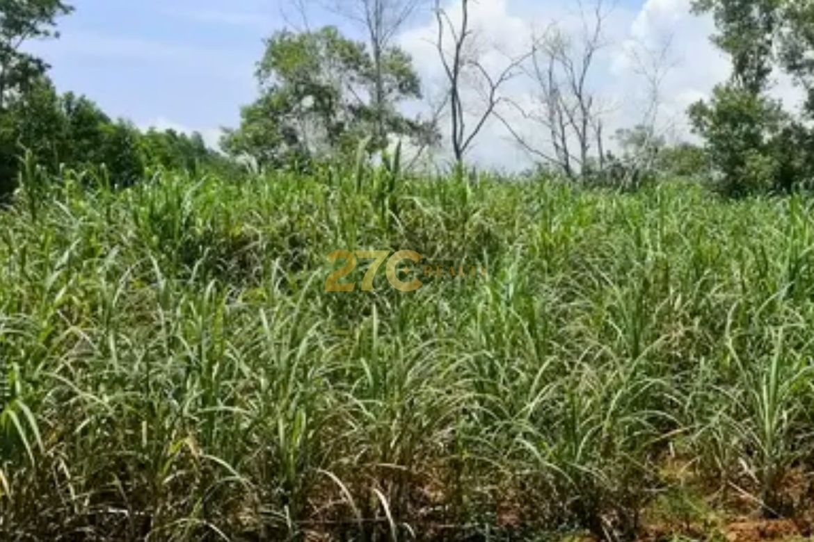 Land for Sale in Linantayan, Basay, Negros Oriental – photo 5