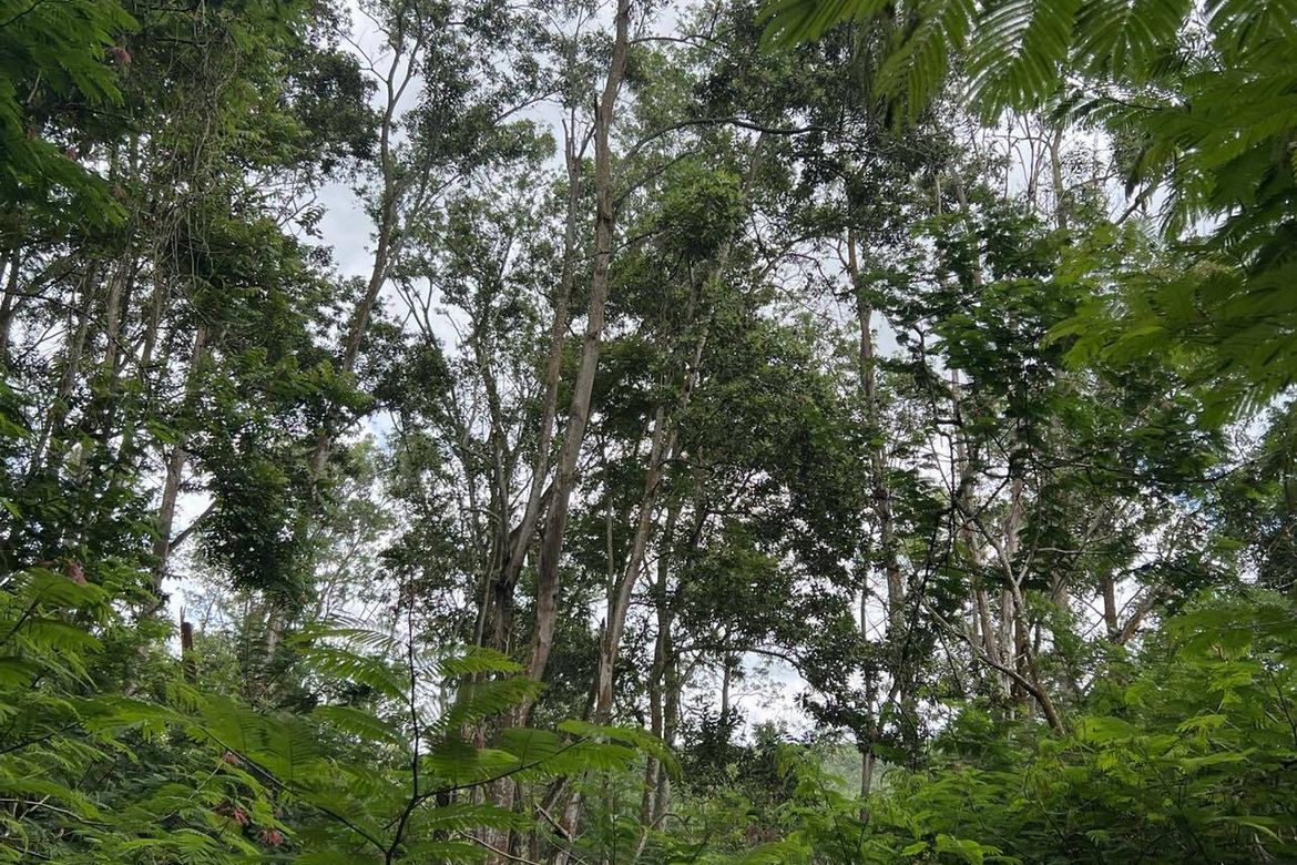 Land for Sale in Lindaban, Manolo Fortich, Bukidnon – photo 4