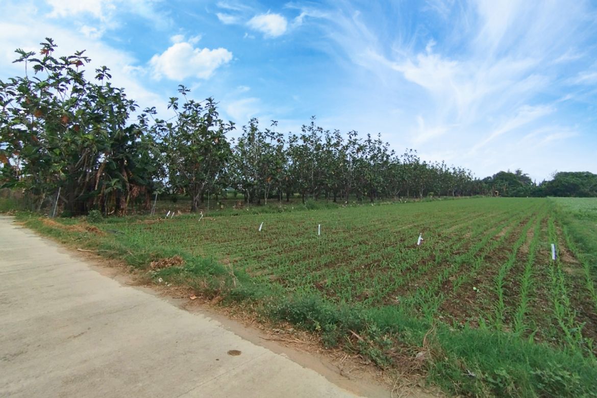 Land for Sale in Lipay, Villasis, Pangasinan – photo 2