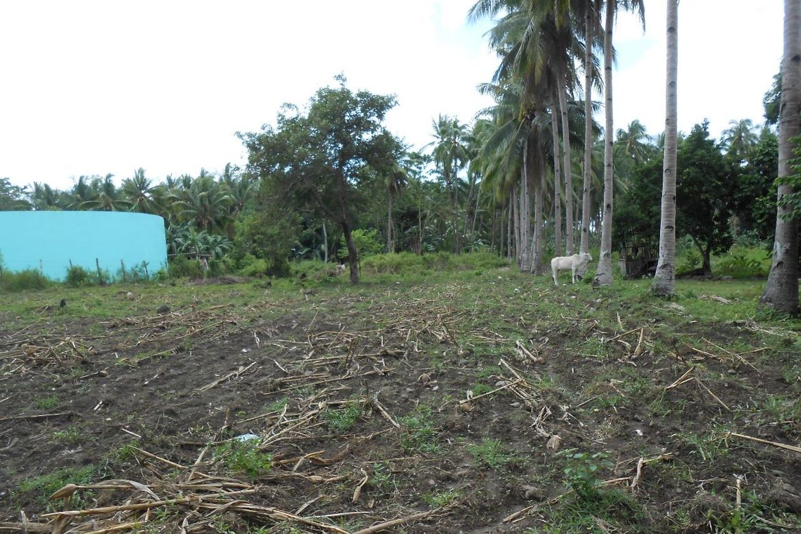 Land for Sale in Liptong, Bacong, Negros Oriental – photo 3