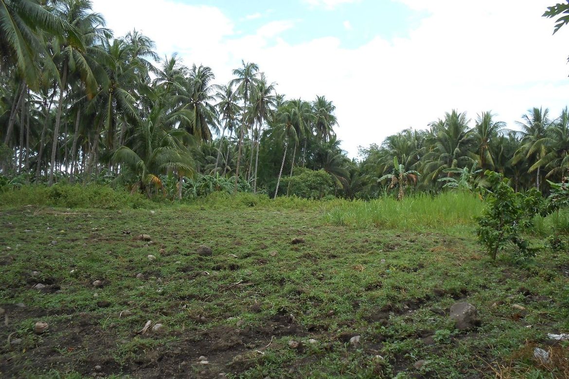 Land for Sale in Liptong, Bacong, Negros Oriental – photo 7