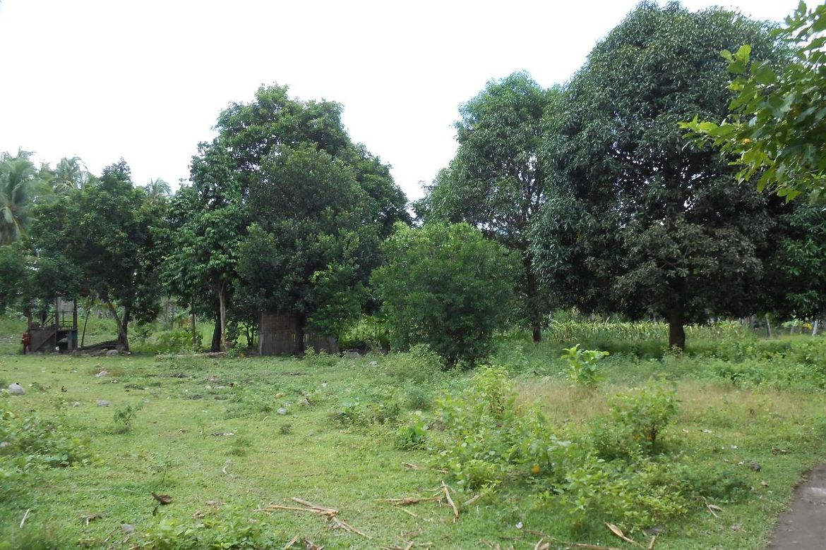Land for Sale in Liptong, Bacong, Negros Oriental – photo 8