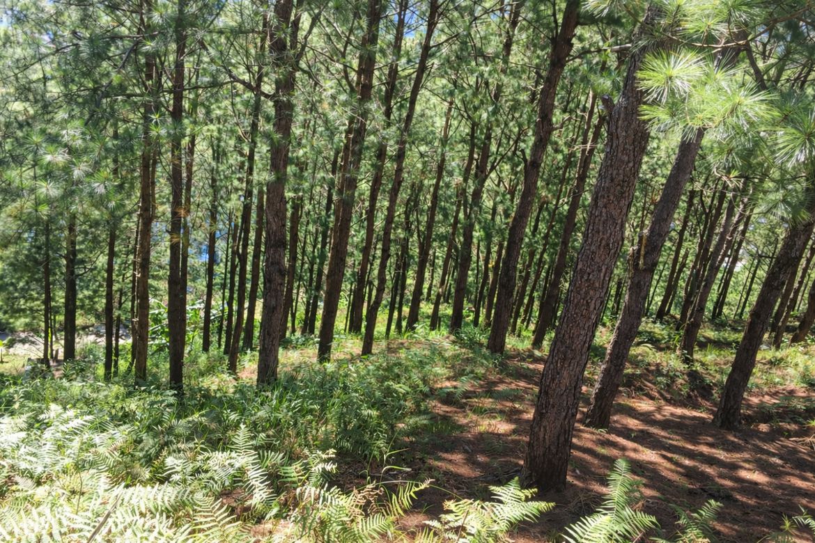 Land for Sale in Liwanag-Loakan, Baguio, Benguet – photo 3