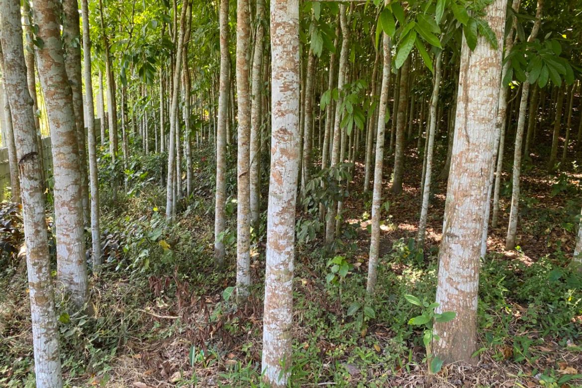 Land for Sale in Loma, Amadeo, Cavite – photo 5