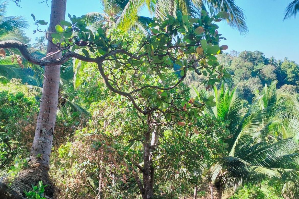Land for Sale in Loma, Calaca, Batangas – photo 6