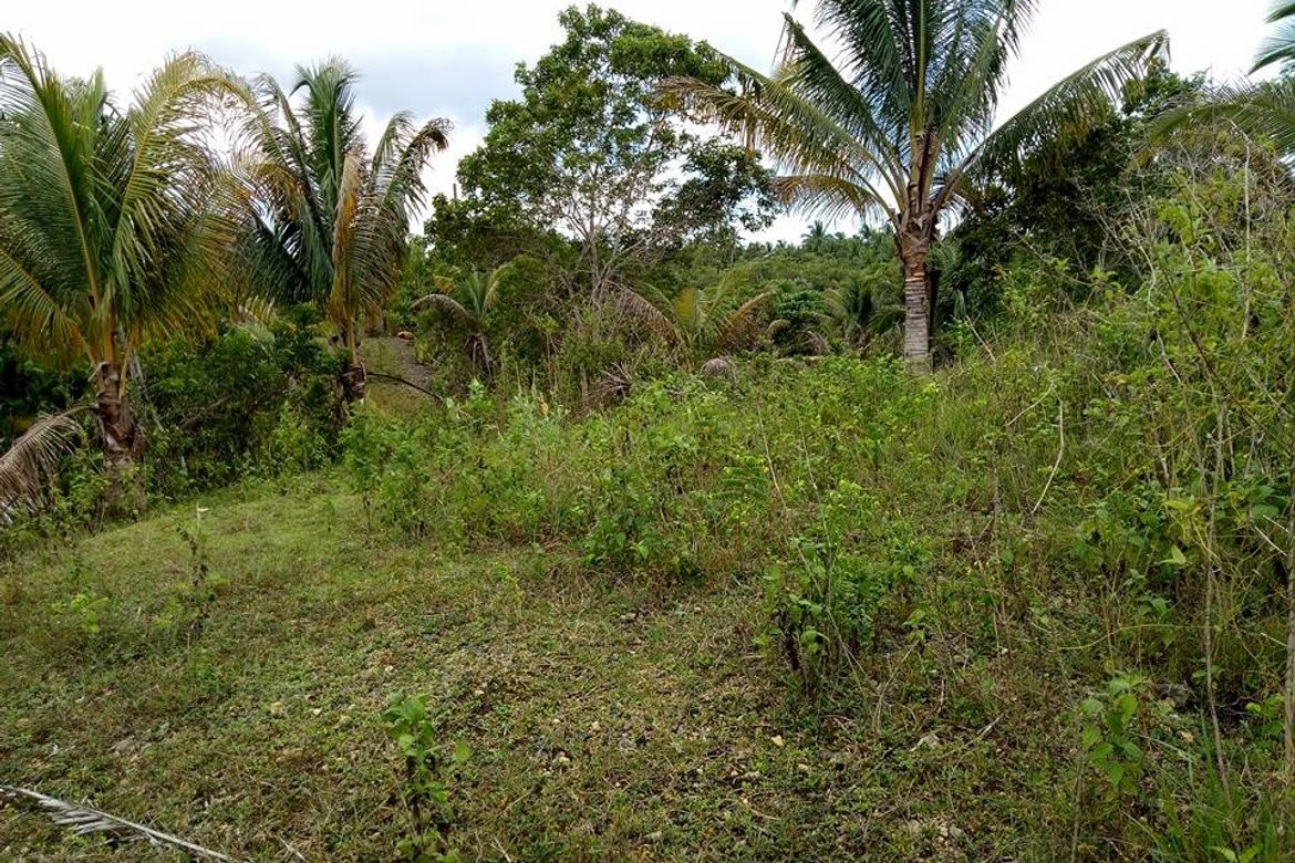 Land for Sale in Loreto, Cortes, Bohol – photo 7