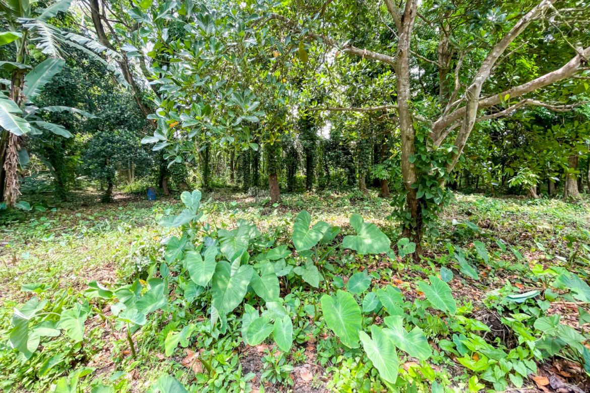 Land for Sale in Luksuhin, Alfonso, Cavite – photo 4