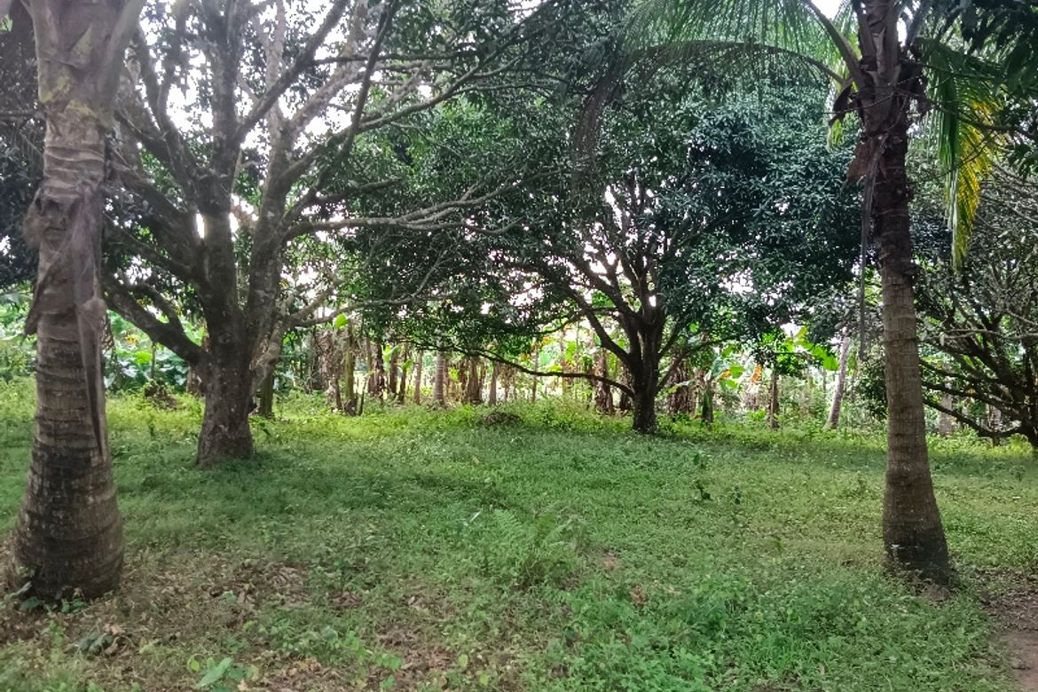 Land for Sale in Lumampong Balagbag, Indang, Cavite
