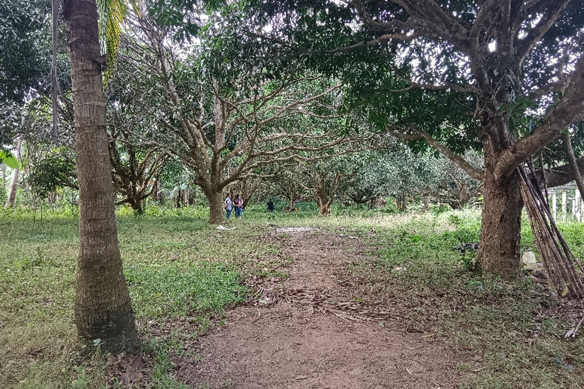 Land for Sale in Lumampong Balagbag, Indang, Cavite – photo 3