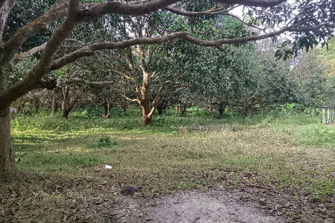 Land for Sale in Lumampong Balagbag, Indang, Cavite – photo 5