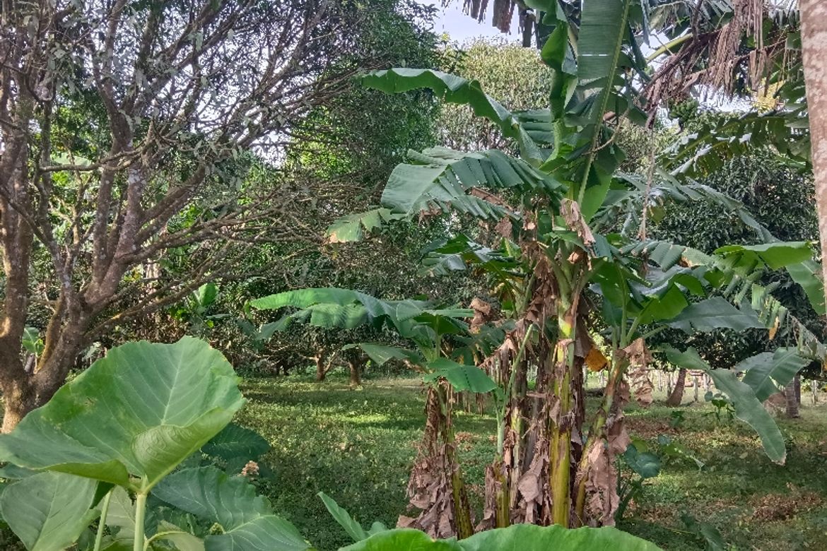 Land for Sale in Lumampong Balagbag, Indang, Cavite – photo 8