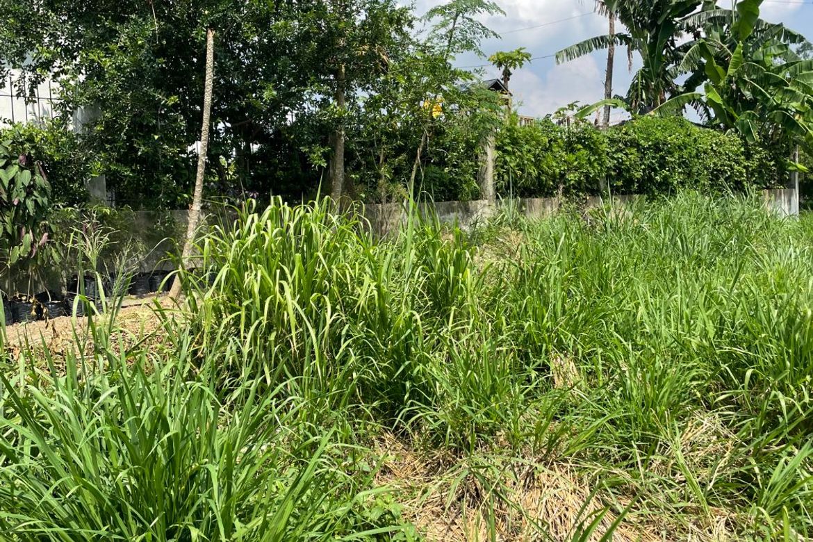 Land for Sale in Lumira Nuvali, Canlubang, Calamba, Laguna – photo 6