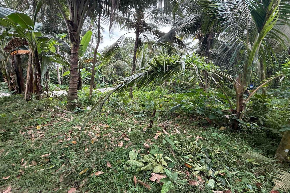 Land for Sale in Lunga, Valencia, Negros Oriental – photo 2