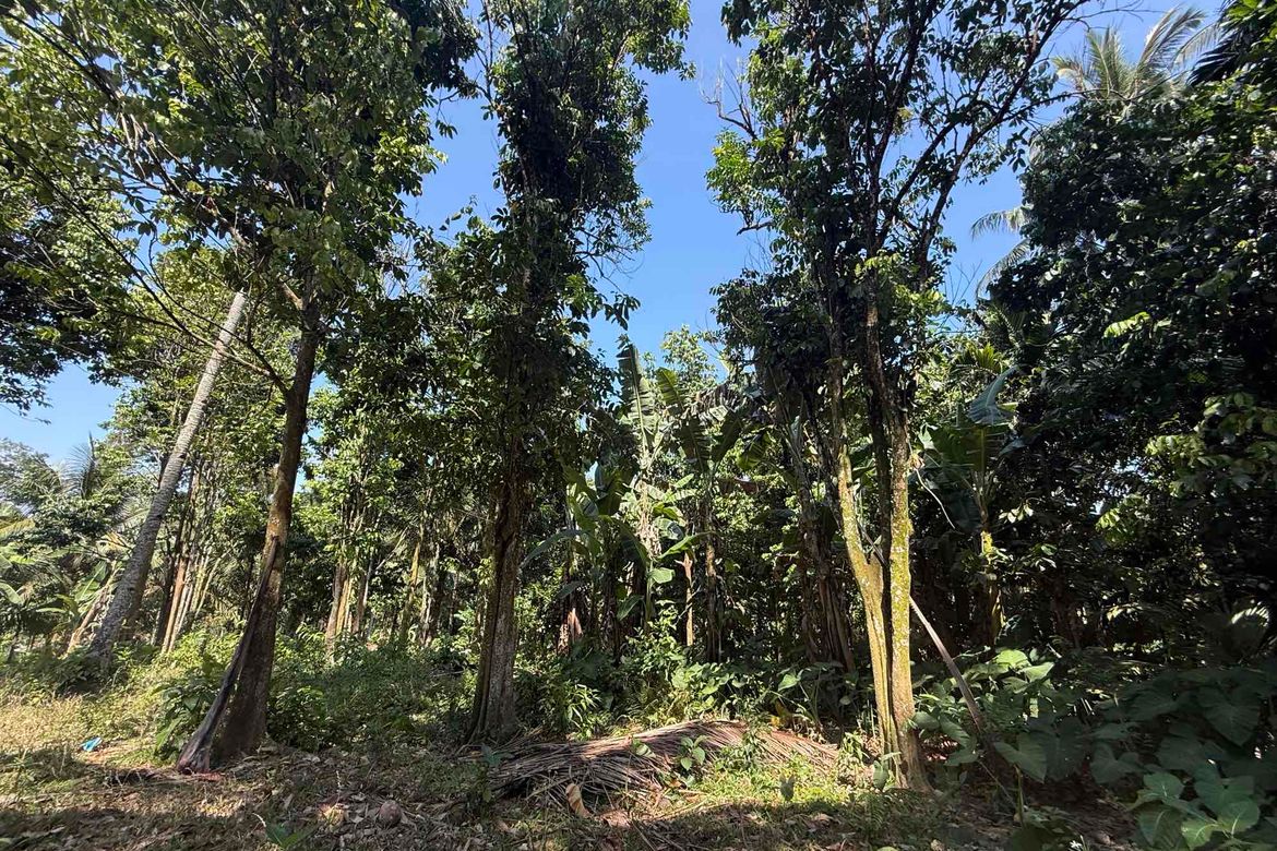 Land for Sale in Lunga, Valencia, Negros Oriental – photo 2