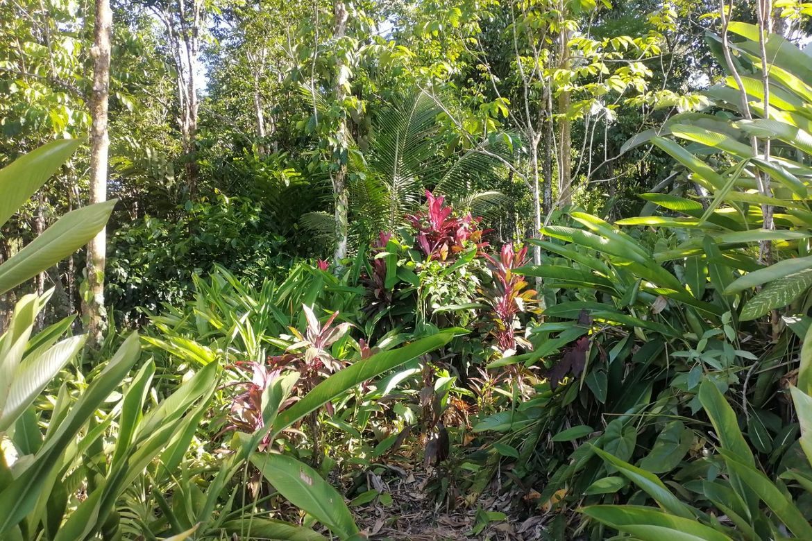 Land for Sale in Lunga, Valencia, Negros Oriental – photo 3