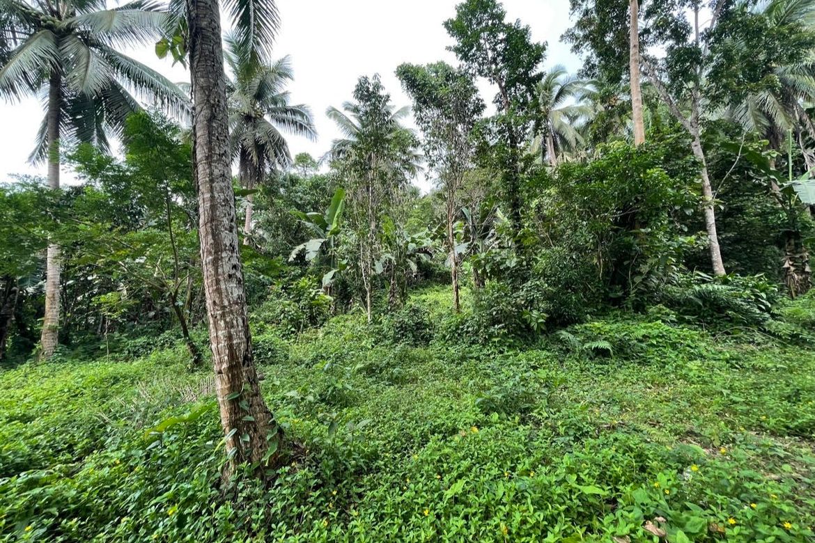 Land for Sale in Lutucan 1, Sariaya, Quezon