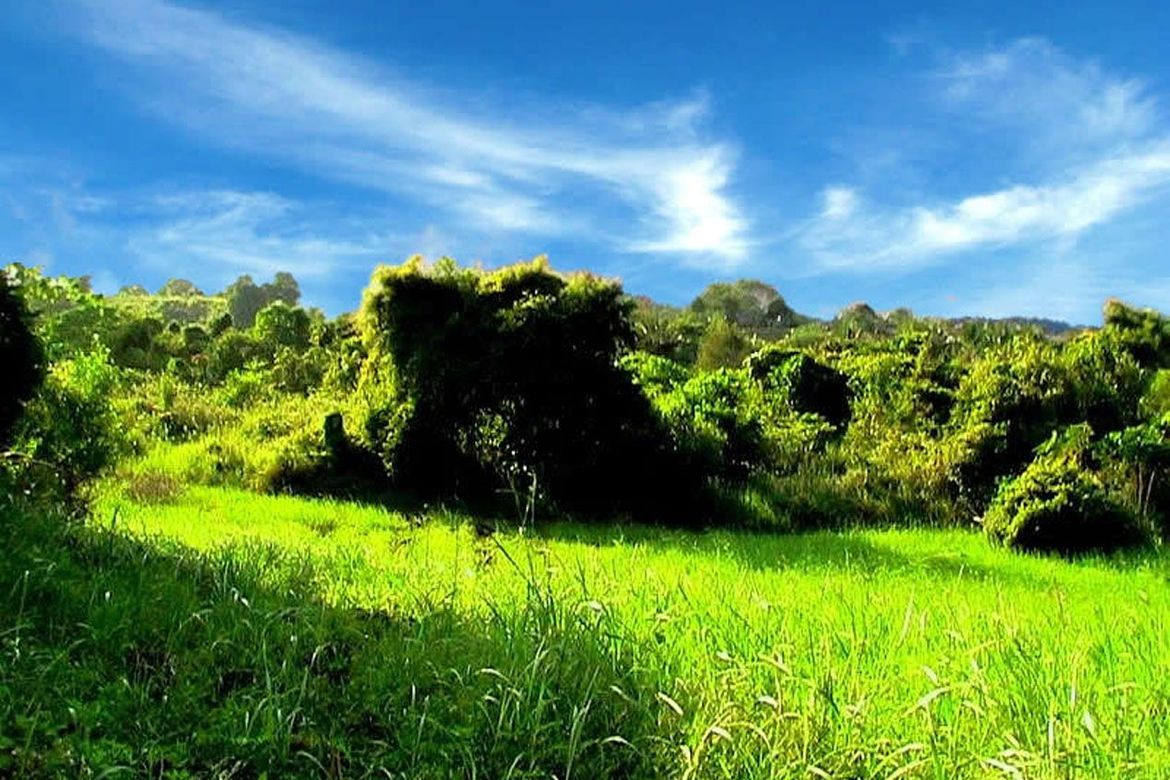 Land for Sale in Luzviminda, Puerto Princesa, Palawan – photo 7