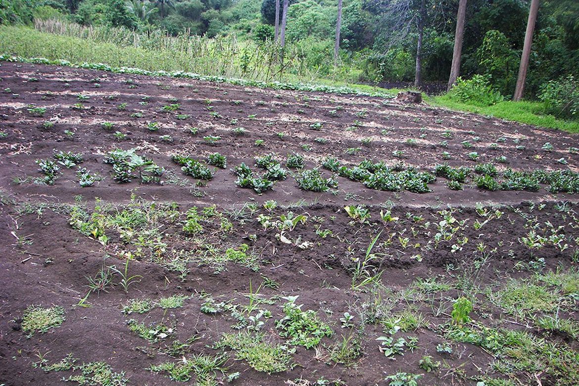 Land for Sale in Luzviminda, Puerto Princesa, Palawan – photo 7