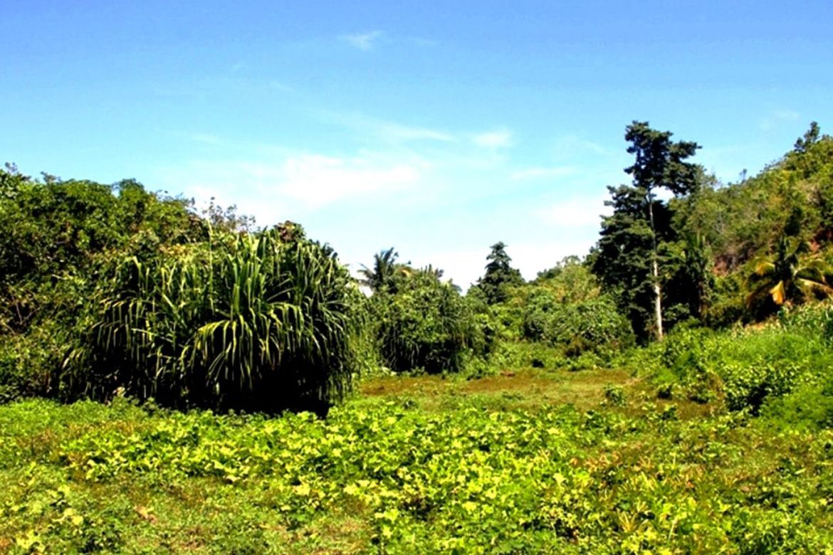 Land for Sale in Luzviminda, Puerto Princesa, Palawan – photo 2