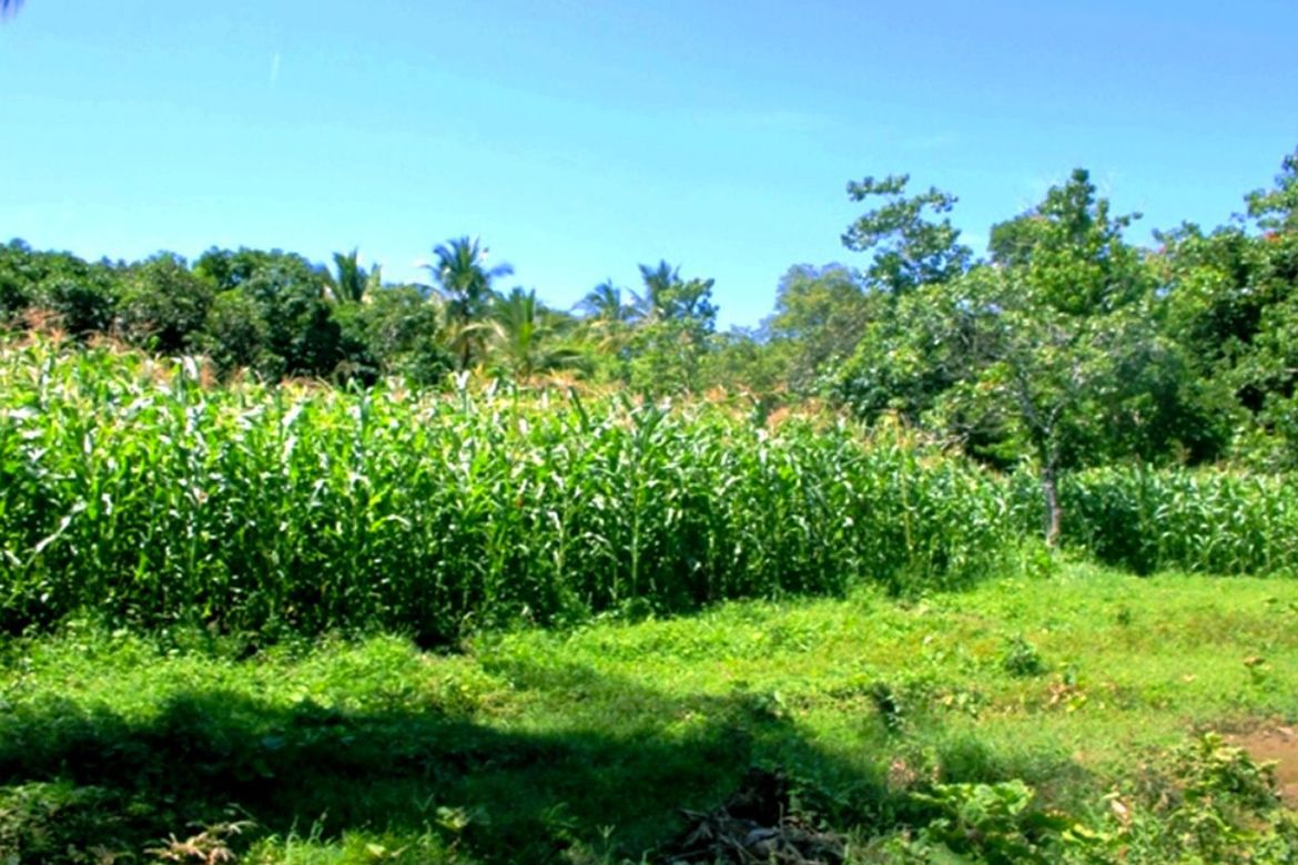 Land for Sale in Luzviminda, Puerto Princesa, Palawan – photo 3