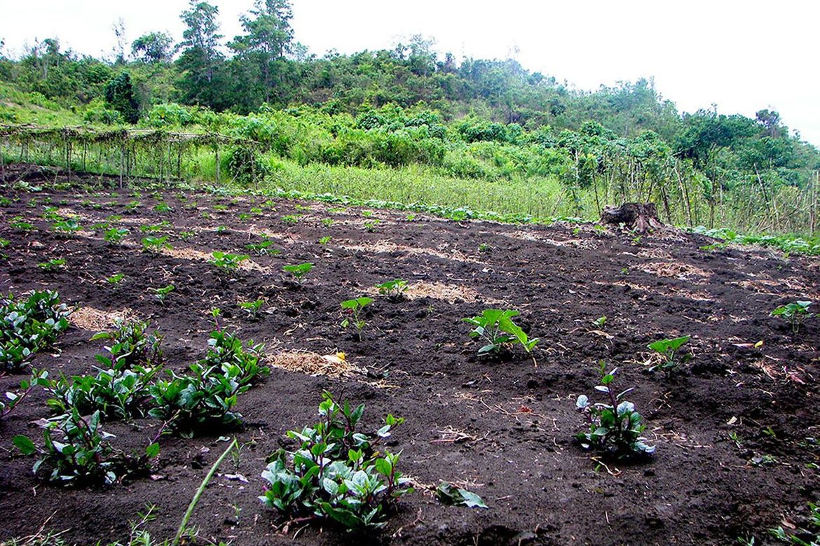 Land for Sale in Luzviminda, Puerto Princesa, Palawan – photo 7