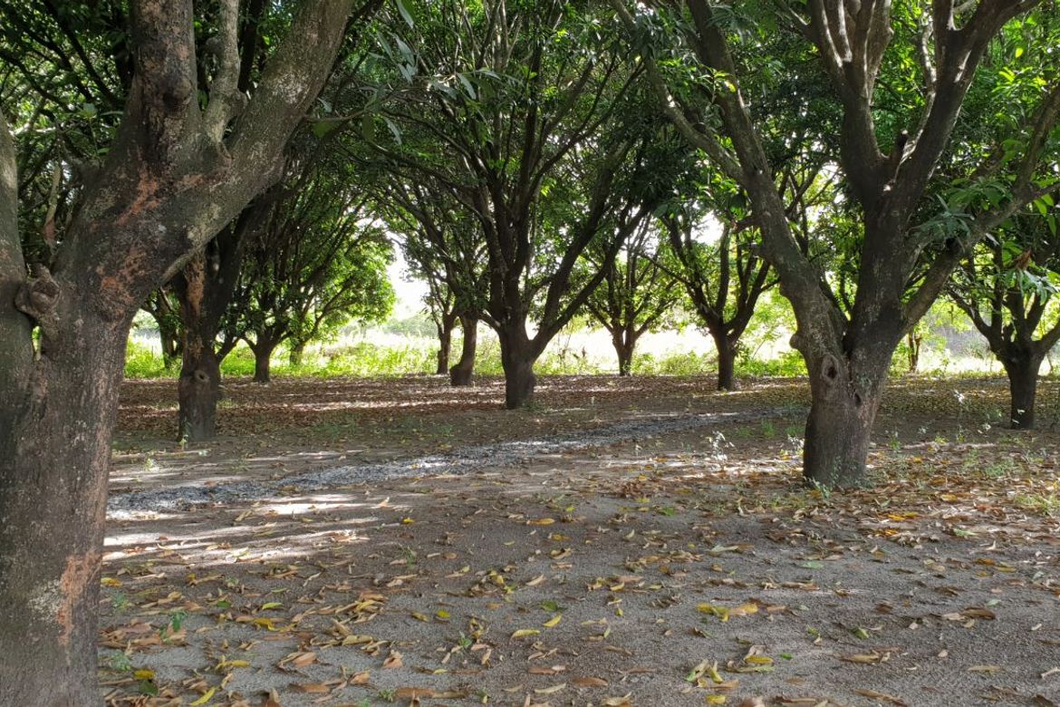 Land for Sale in Mabiga, Mabalacat, Pampanga