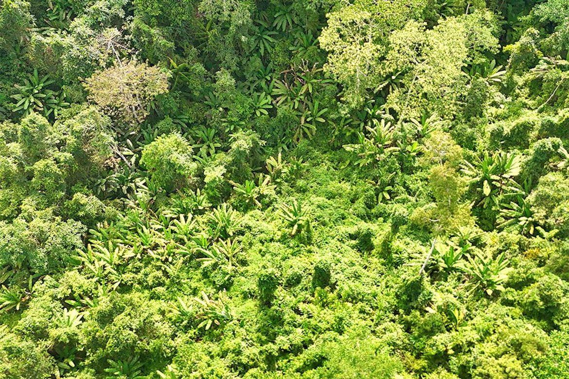 Land for Sale in Magara, Roxas, Palawan – photo 4