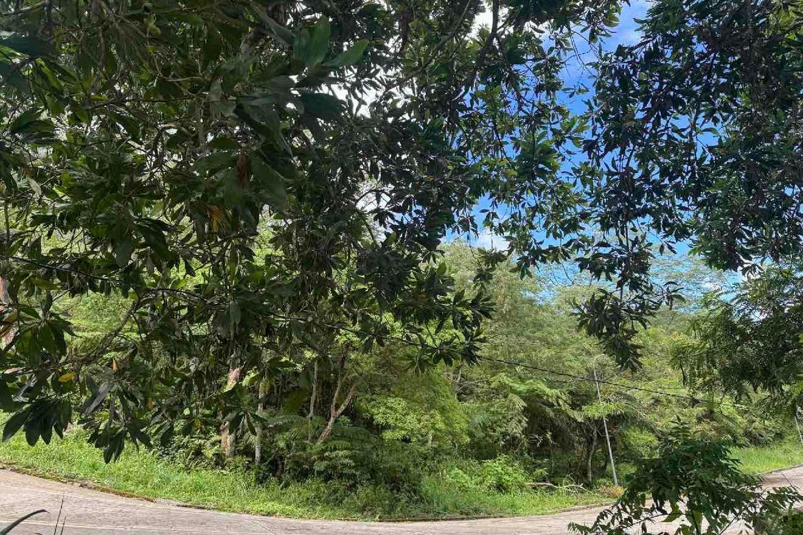 Land for Sale in Magsaysay, Dauin, Negros Oriental – photo 5