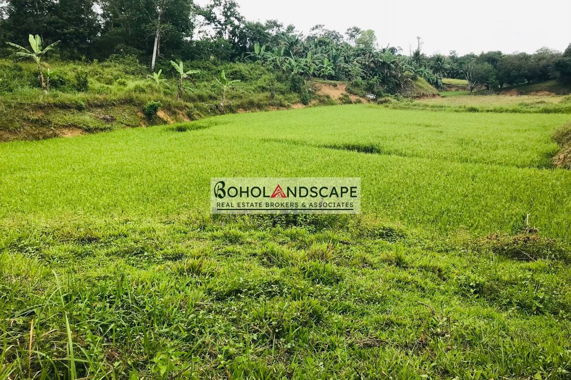 Land for Sale in Magsaysay, Sierra Bullones, Bohol – photo 7