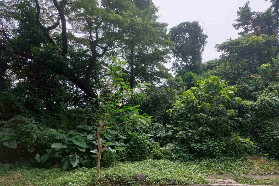 Land for Sale in Mahabang Parang, Angono, Rizal – photo 3