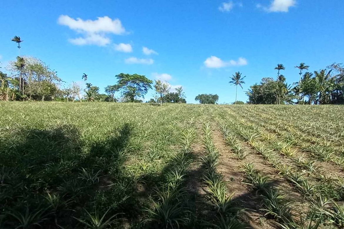 Land for Sale in Mahabangkahoy Cerca, Indang, Cavite