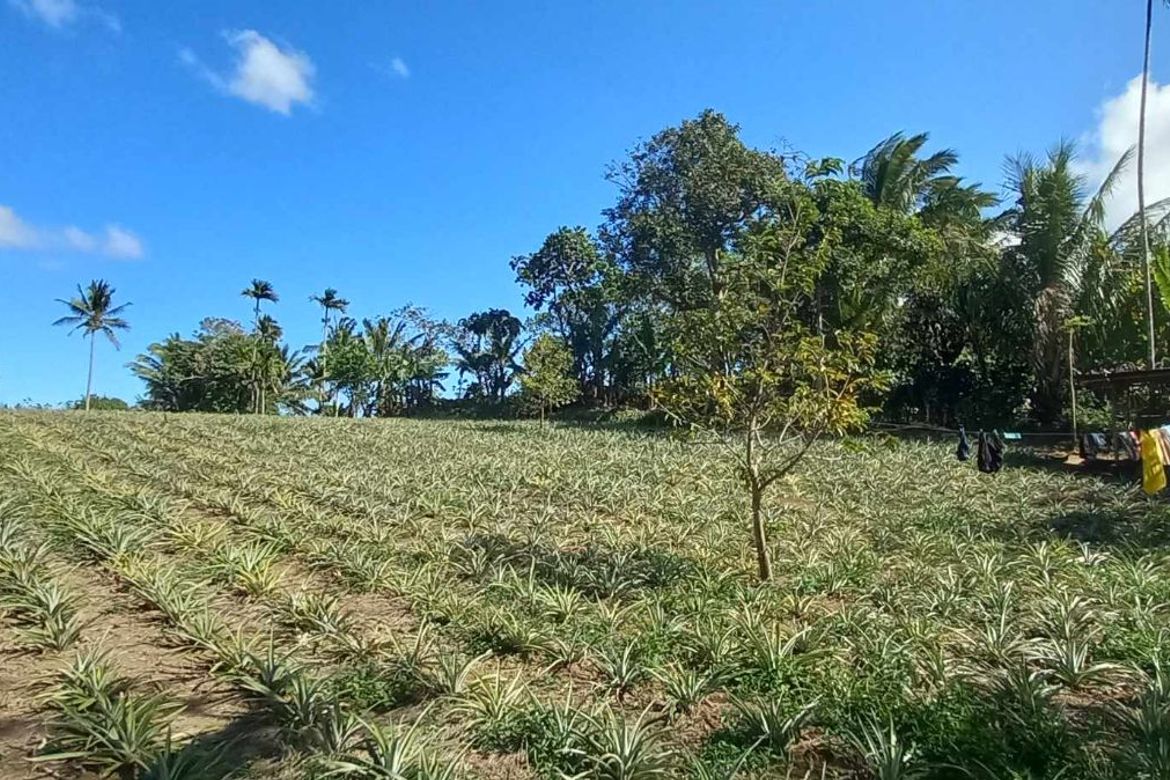 Land for Sale in Mahabangkahoy Cerca, Indang, Cavite – photo 2