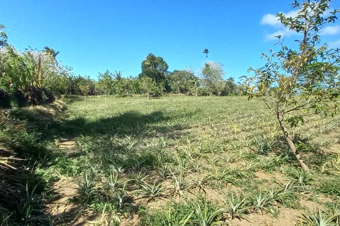 Land for Sale in Mahabangkahoy Cerca, Indang, Cavite – photo 3
