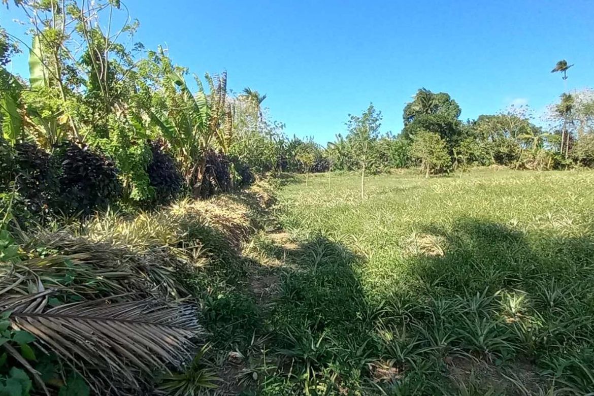 Land for Sale in Mahabangkahoy Cerca, Indang, Cavite – photo 4
