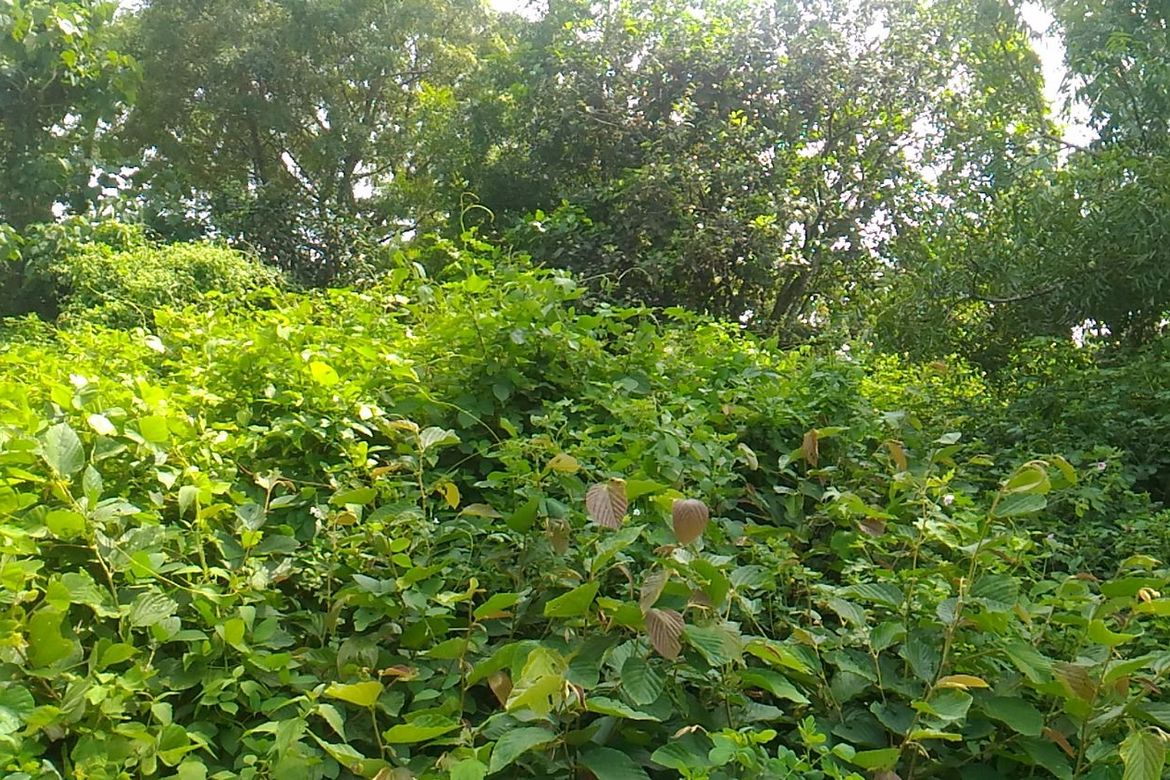 Land for Sale in Mahabangkahoy Lejos, Indang, Cavite – photo 4