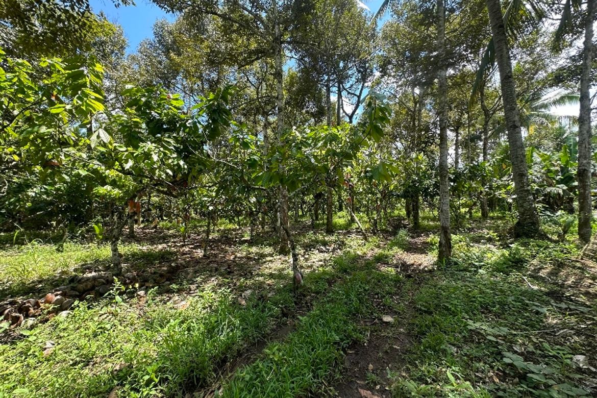 Land for Sale in Malagos, Davao City, Davao del Sur