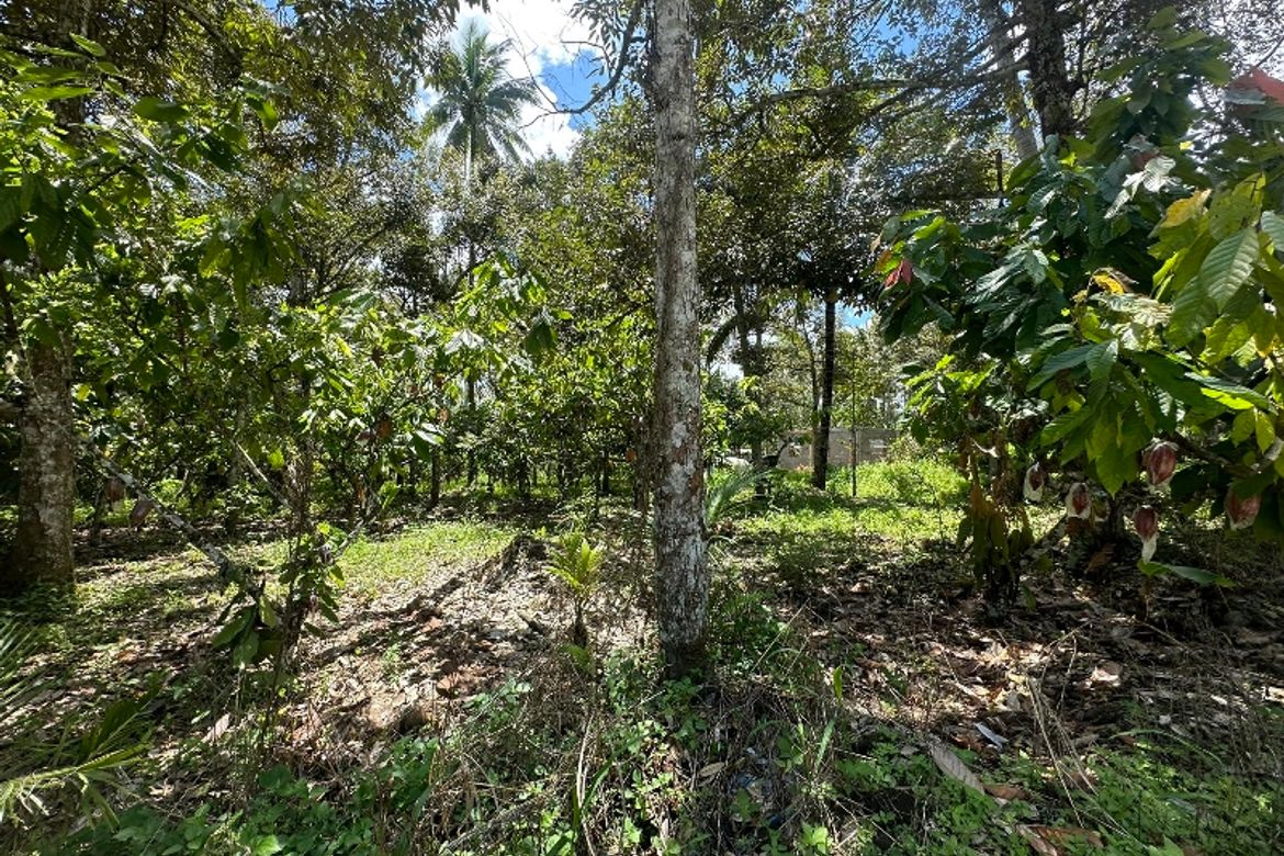 Land for Sale in Malagos, Davao City, Davao del Sur – photo 6
