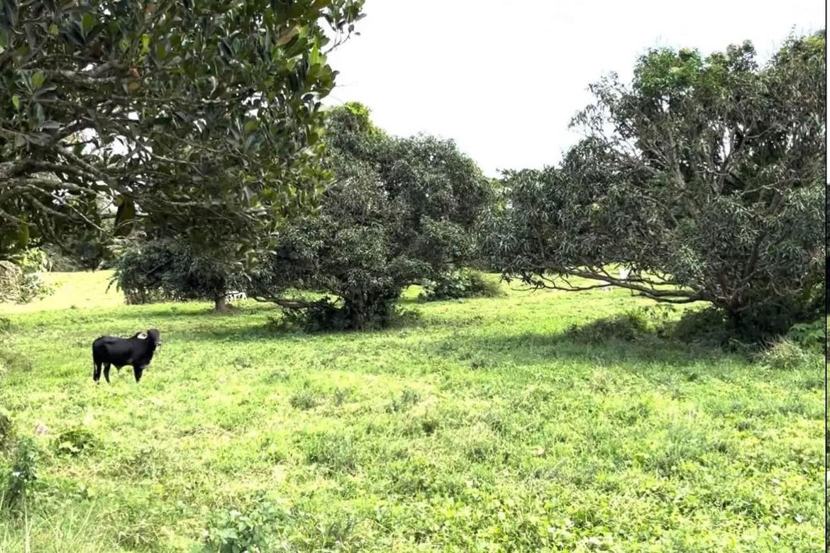 Land for Sale in Malainin, Ibaan, Batangas – photo 2