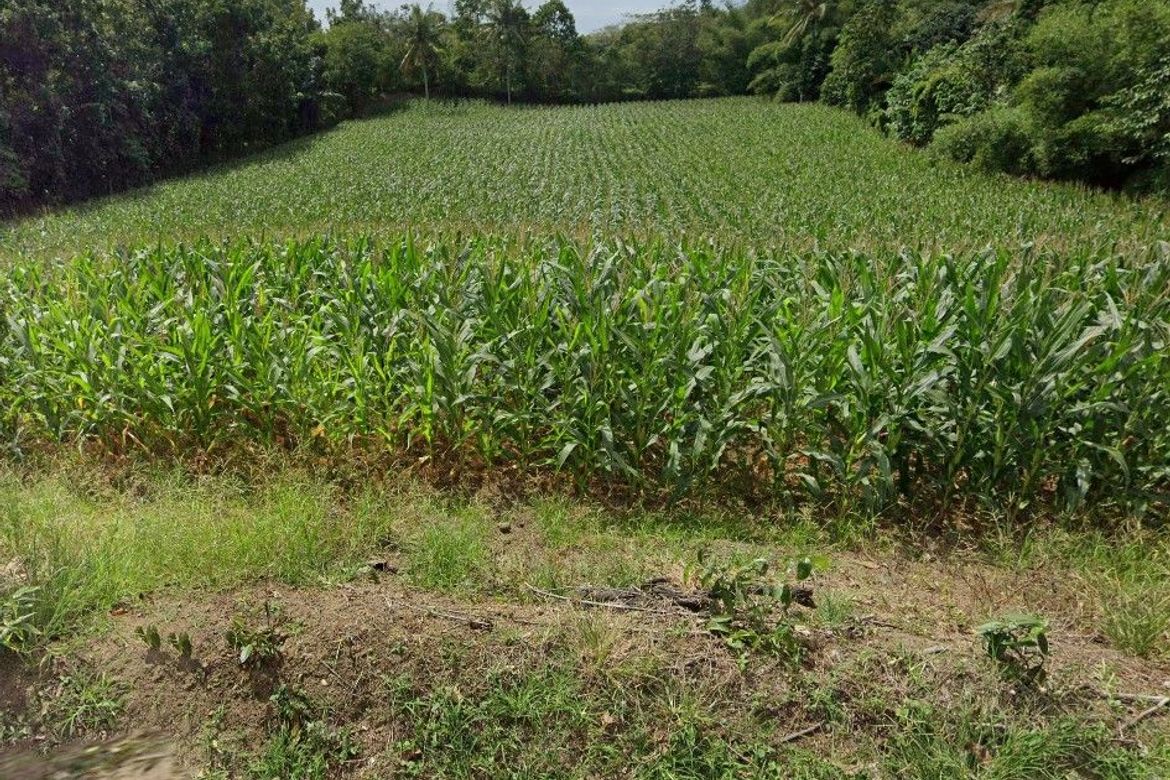 Land for Sale in Malaking Pulo, Tanauan, Batangas – photo 2