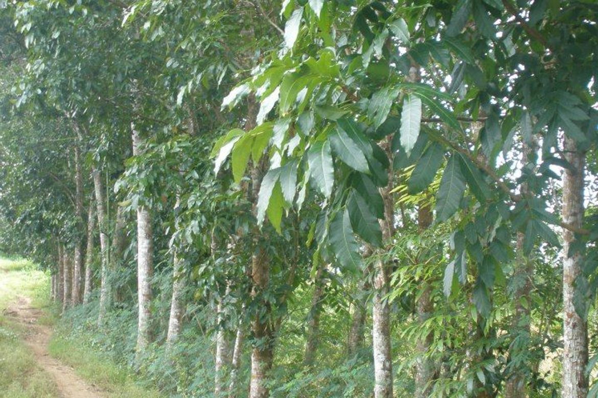 Land for Sale in Malibay, San Miguel, Bulacan