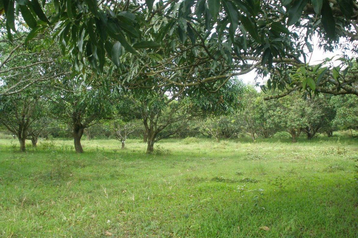Land for Sale in Malibay, San Miguel, Bulacan – photo 2