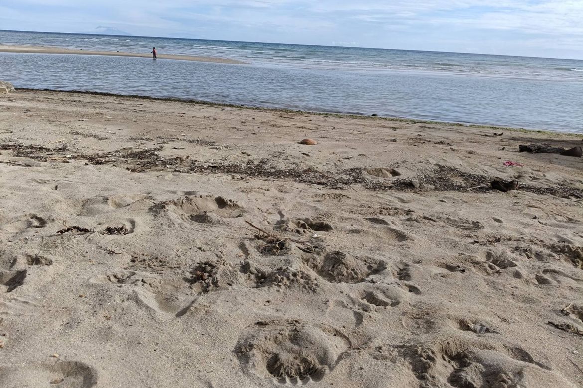 Land for Sale in Malinao East, Lila, Bohol