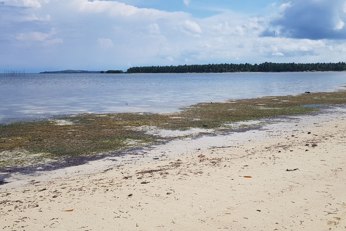 Land for Sale in Malinao, General Luna, Surigao del Norte – photo 6