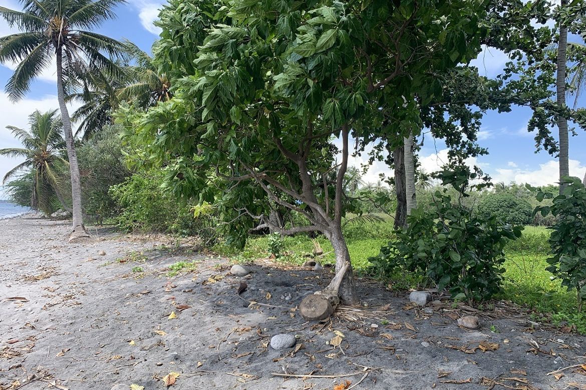 Land for Sale in Maluay, Zamboanguita, Negros Oriental – photo 8